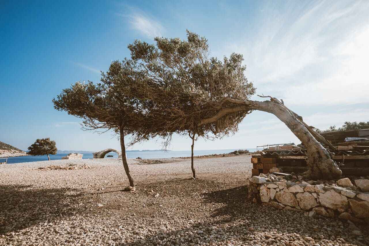 Best Palm Tree Trimming  in USA